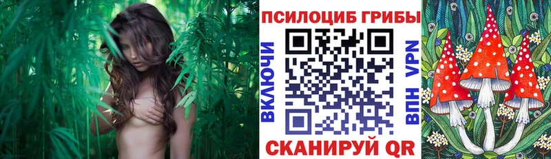 Псилоцибиновые грибы MAGIC MUSHROOMS  где купить наркотик  Ковылкино 